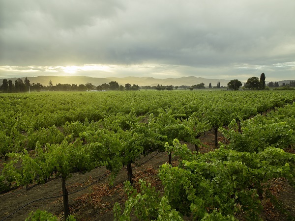 Bella Union: The Next Step in our Napa Valley Vineyard Journey