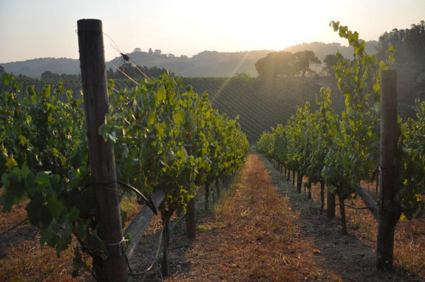 Napa Valley Chardonnay: Get to Know Truchard