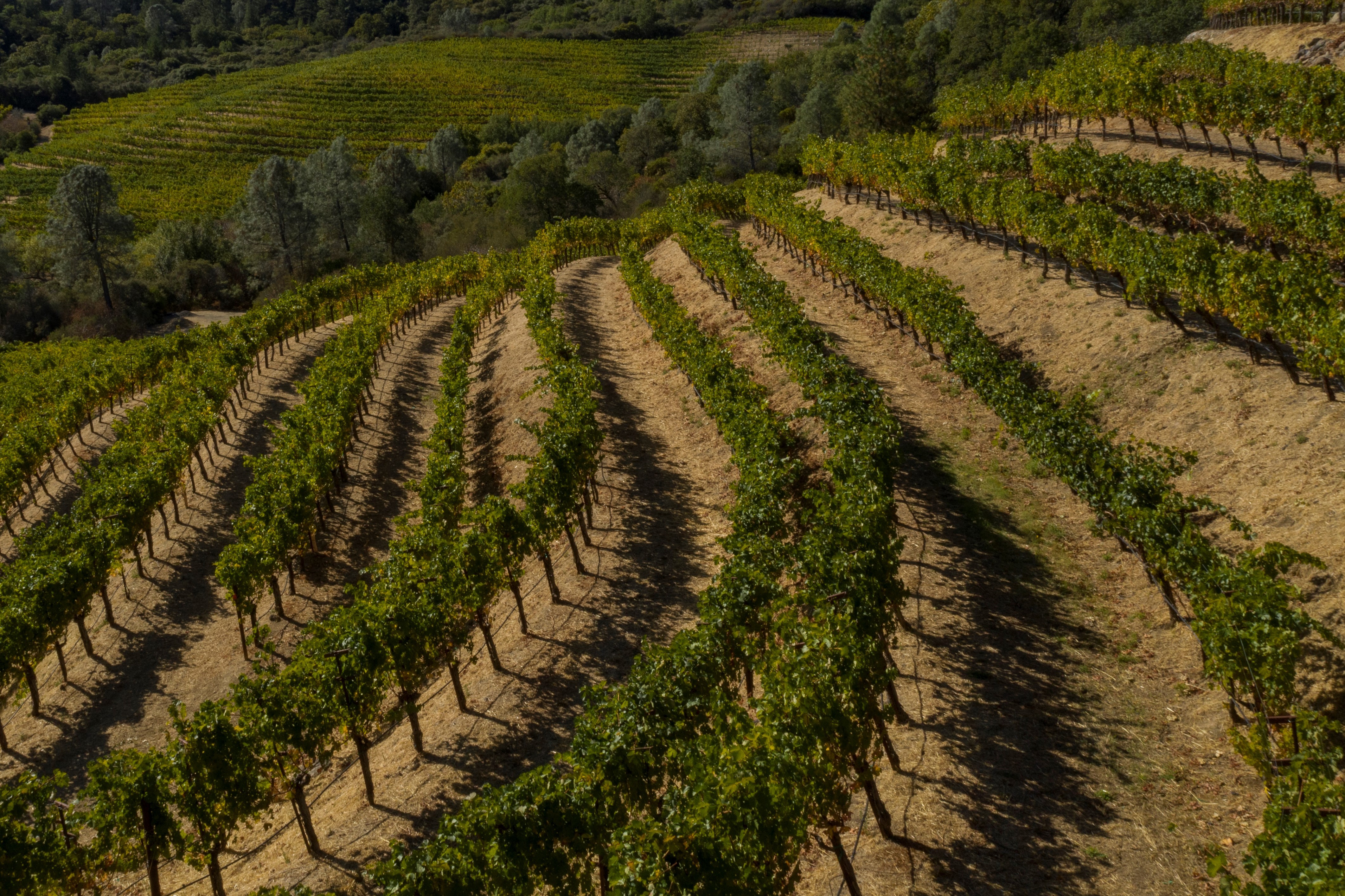 Howell Mountain Wine Bear Track Vineyard