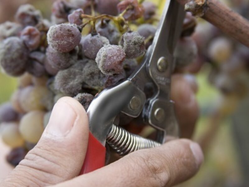 Putting the LATE in Late Harvest Wine