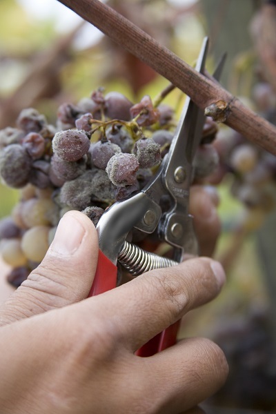 Putting the LATE in Late Harvest Wine
