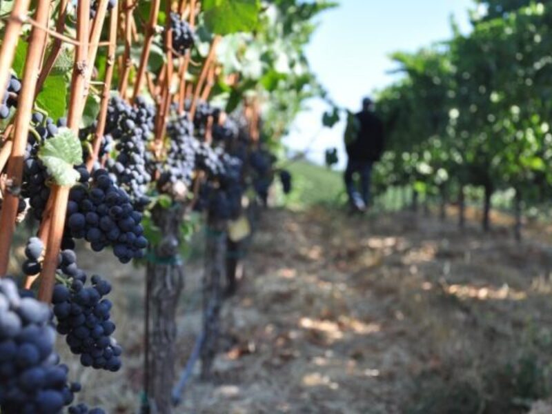 Russian River Wine Harvest, A Winemaker's Note